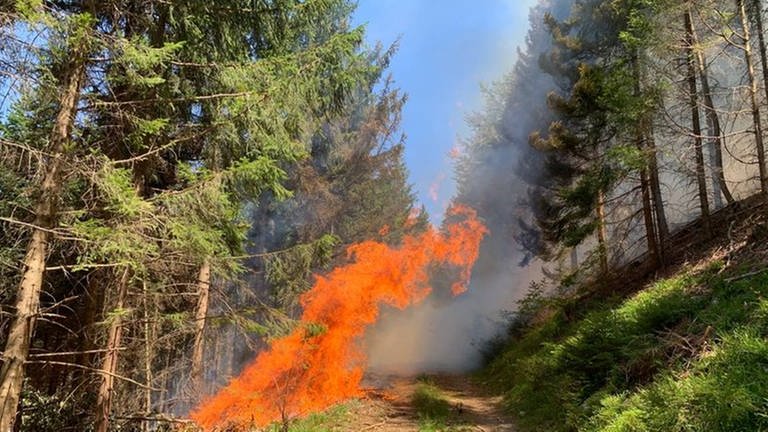  – Waldbrand: Klima außer Rand und Band. Screenshot: SWR